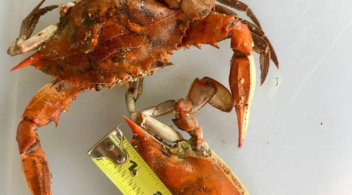 [CRBAS-WLAN-BT-1] Diebold Nixdorf interface card, Wi-Fi, Bluetooth [CRBAS-WLAN-BT-1]